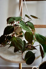 Load image into Gallery viewer, Philodendron hederaceum var. hederaceum (Velvet Philodendron)
