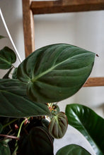 Load image into Gallery viewer, Philodendron hederaceum var. hederaceum (Velvet Philodendron)
