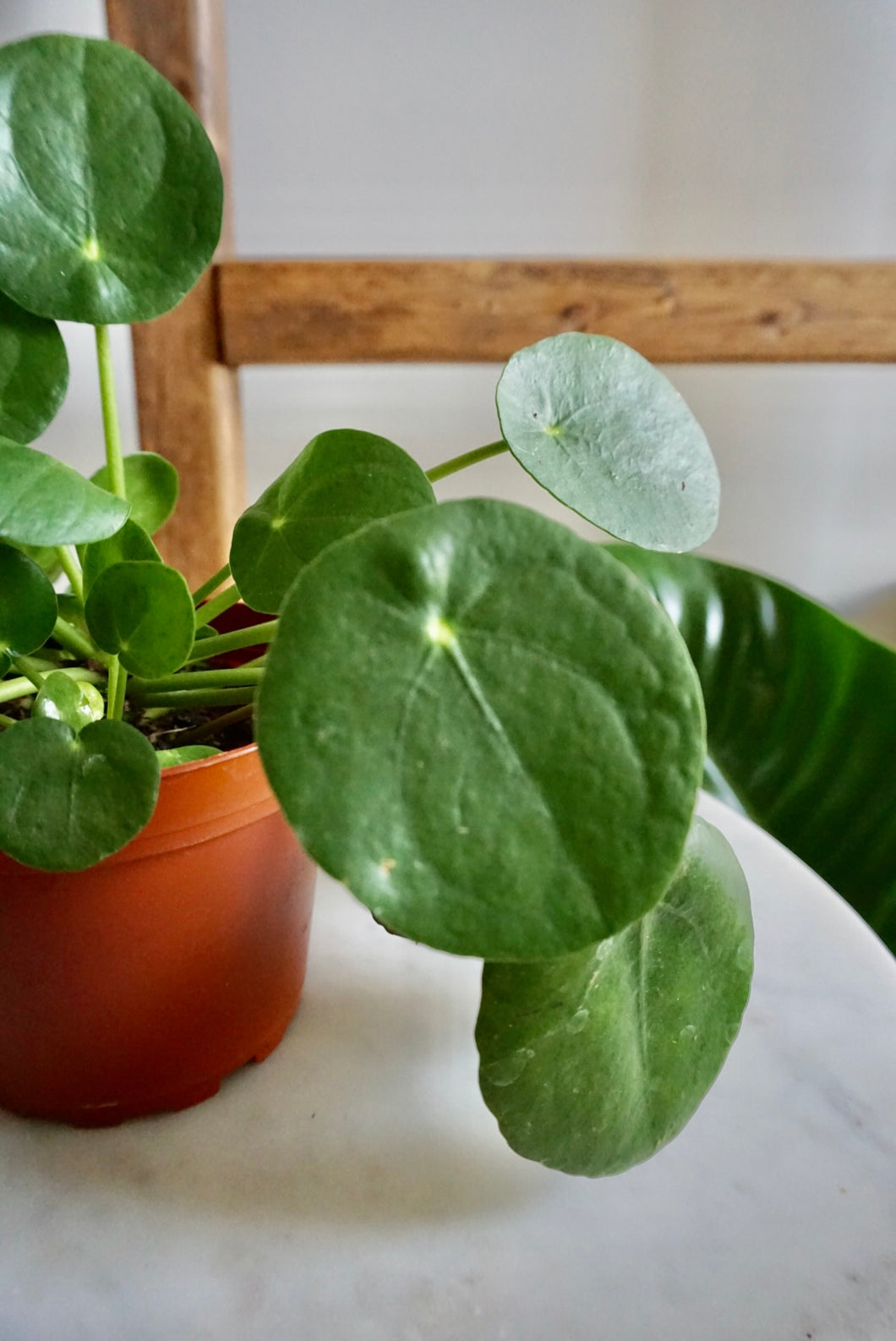 Pilea peperomioides 'Chinese Money Plant'