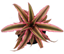Load image into Gallery viewer, Cryptanthus (Earth Star) (Bromeliad)
