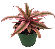 Load image into Gallery viewer, Cryptanthus (Earth Star) (Bromeliad)
