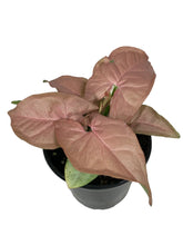 Load image into Gallery viewer, Syngonium podophyllum 'Neon Robusta' (Arrowhead Vine)
