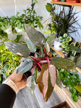 Load image into Gallery viewer, Philodendron erubescens 'Pink Princess'
