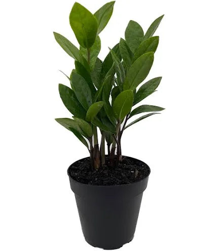 Zamioculcas zamiifolia (ZZ Plant)