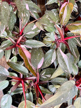 Load image into Gallery viewer, Philodendron erubescens 'Pink Princess'
