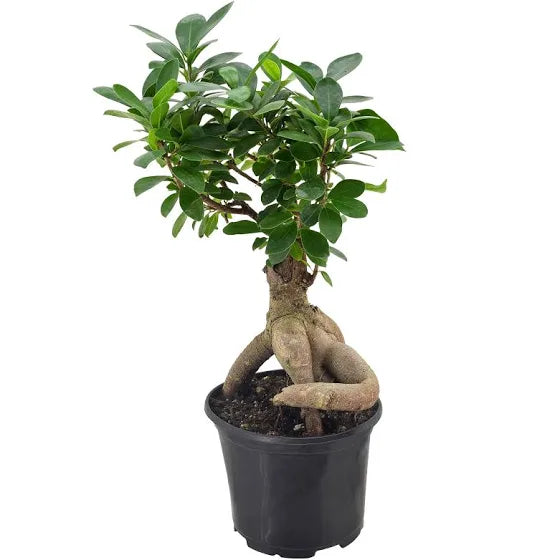 Ficus retusa (Ginseng Ficus)