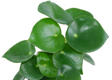 Load image into Gallery viewer, Peperomia polybotrya (Raindrop Peperomia)
