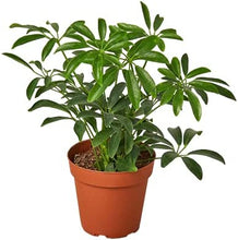 Load image into Gallery viewer, Heptapleurum arboricola (Dwarf Umbrella Tree)
